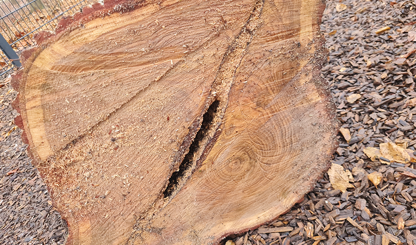 Baumfällung in Berlin & Brandenburg