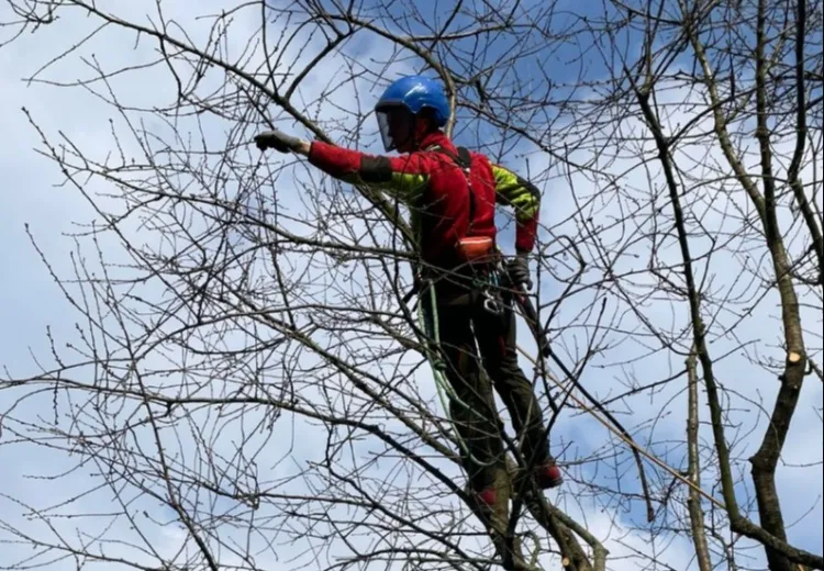 Baumgutachten in Berlin & Brandenburg