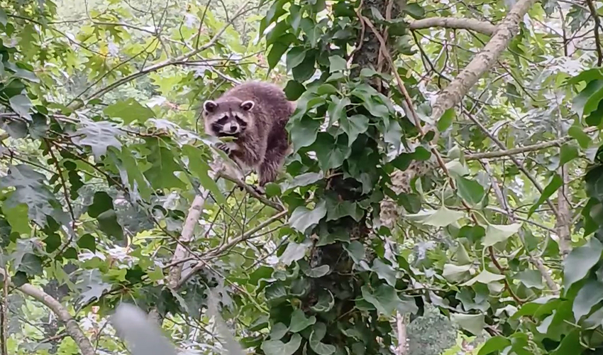 Baumgutachten in Berlin & Brandenburg