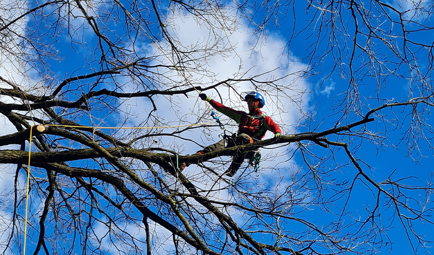 Baumpflege in Berlin & Brandenburg