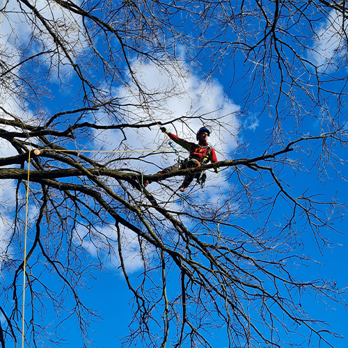 Klettergötz – Ihr Baumspezialist mit Seiltechnik und Expertise in Berlin & Brandenburg