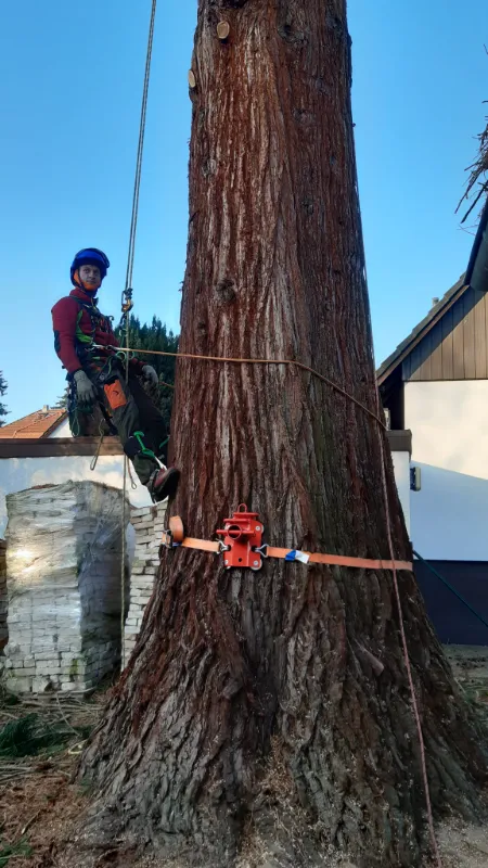 Klettergötz – Ihr Baumspezialist mit Seiltechnik und Expertise in Berlin & Brandenburg