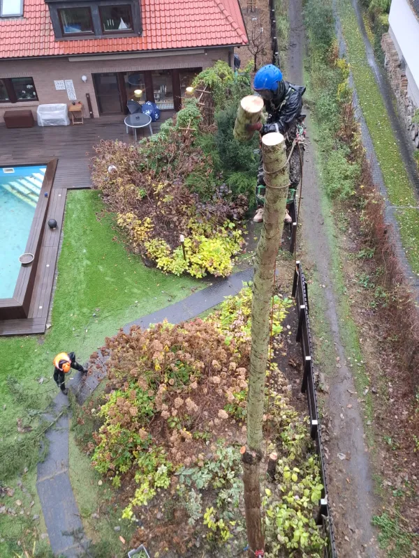 Klettergötz – Ihr Baumspezialist mit Seiltechnik und Expertise in Berlin & Brandenburg