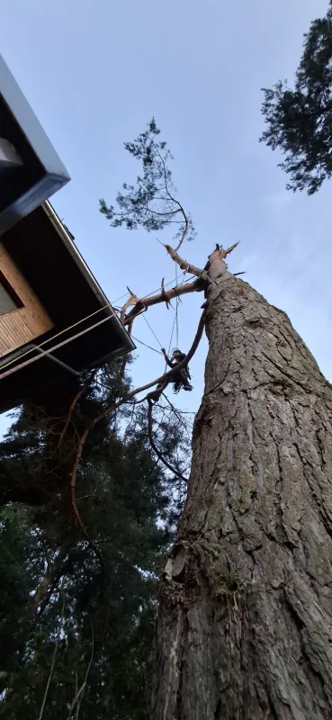 Klettergötz – Ihr Baumspezialist mit Seiltechnik und Expertise in Berlin & Brandenburg