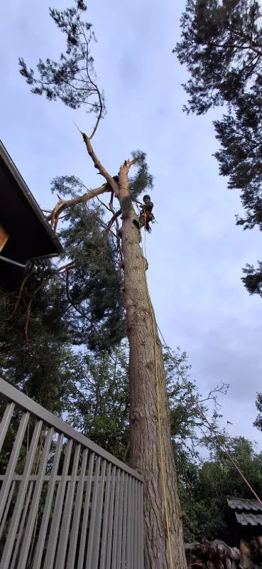 Klettergötz – Ihr Baumspezialist mit Seiltechnik und Expertise in Berlin & Brandenburg