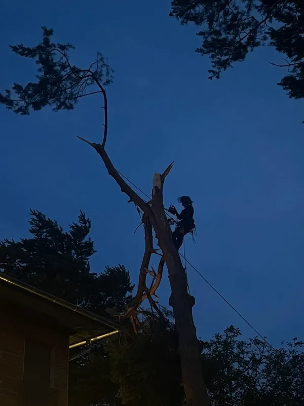 Klettergötz – Ihr Baumspezialist mit Seiltechnik und Expertise in Berlin & Brandenburg