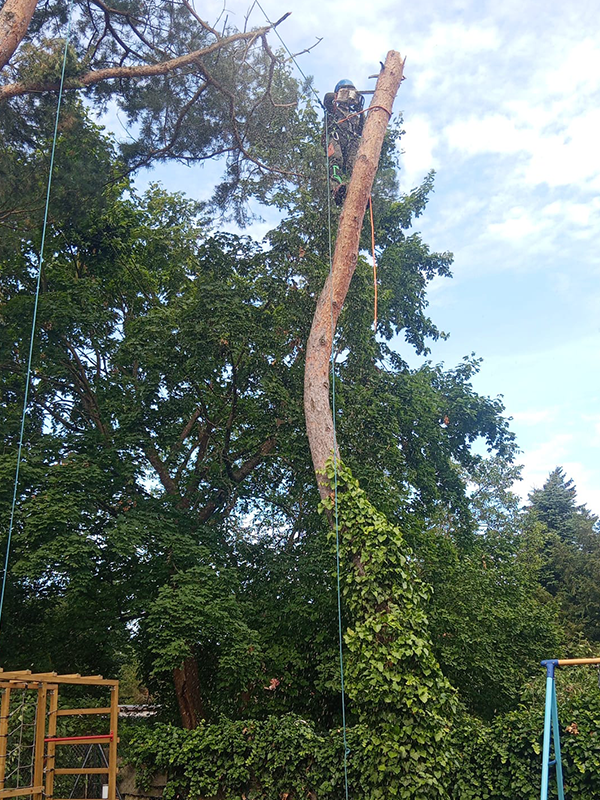 Klettergötz – Ihr Baumspezialist mit Seiltechnik und Expertise in Berlin & Brandenburg