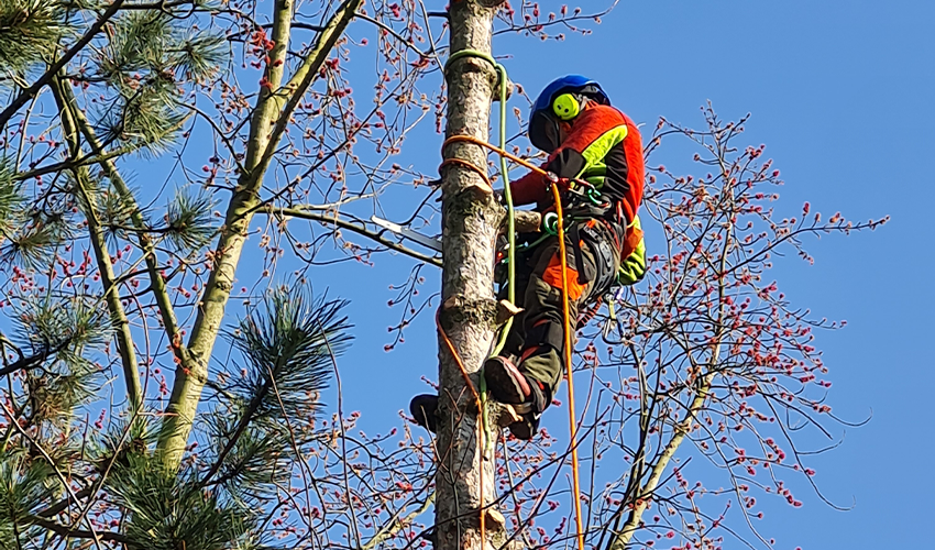 Baumgutachten in Berlin & Brandenburg